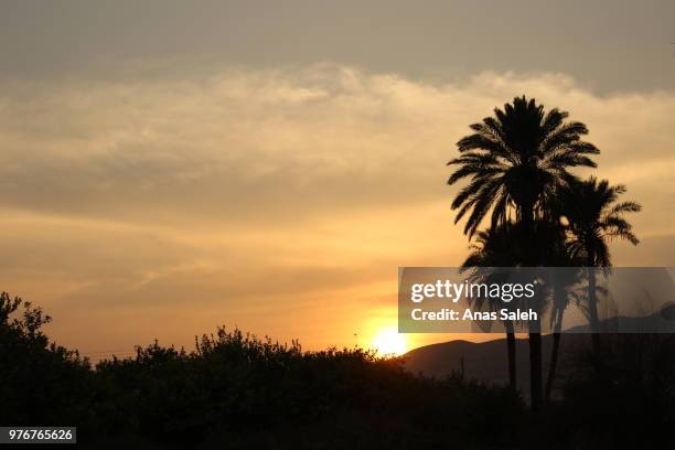 sun set palms - sun and palms stock-fotos und bilder