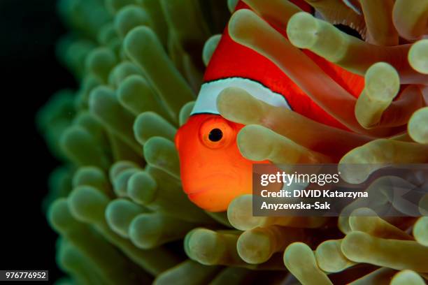clown anemonefish underwater, komodo national park, indonesia - nusa tengara oriental imagens e fotografias de stock