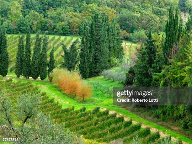 green trees and vineyard, campagna, salerno, italy - campagna stock pictures, royalty-free photos & images