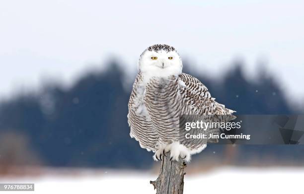 snowy owl perched on a post hunting over a snow covered field in canada - canada post stock pictures, royalty-free photos & images