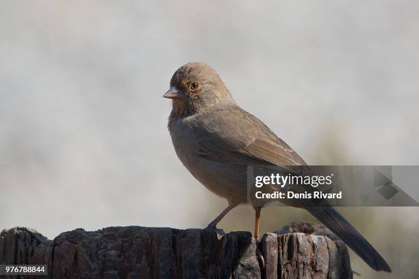 california towhee - towhee stock pictures, royalty-free photos & images
