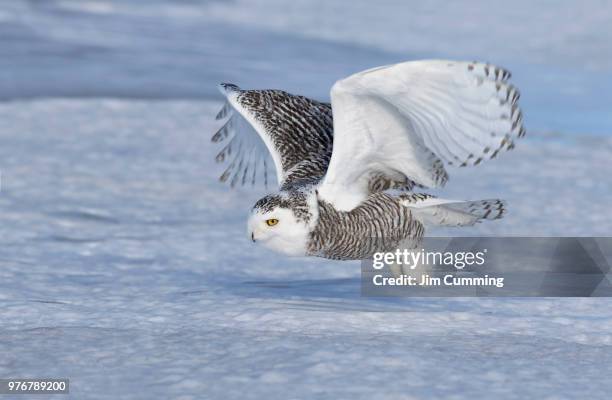 snowy owl (bubo scandiacus) flies low hunting over an open snowy field in canada - snowy owl stock pictures, royalty-free photos & images