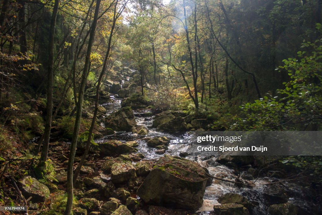 Stream in Ardennes forest, Wallonia, Belgium