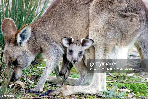 kangaroo and joey - cria de canguru imagens e fotografias de stock