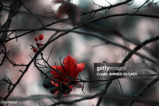 kiss from a rose - cherry kiss 個照片及圖片檔