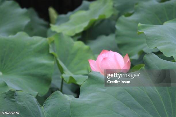Just Bloom High-Res Stock Photo