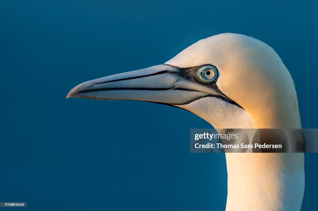 Portrait of northern gannet (morus bassanus), Helgoland, Schleswig-Holstein, Germany