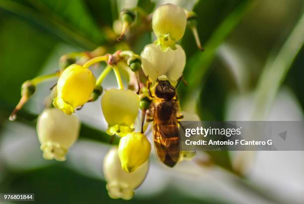 abeja - abeja stock pictures, royalty-free photos & images