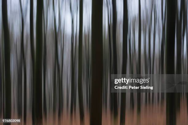 winterwald - winterwald stock pictures, royalty-free photos & images