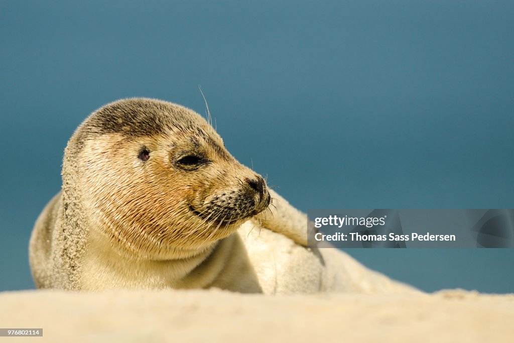 Resting seal, Germany