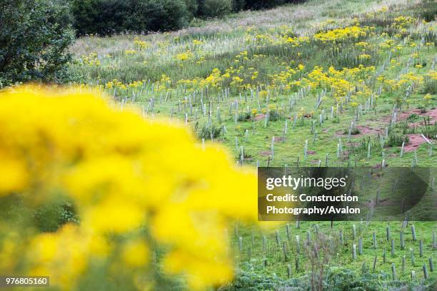 Sand Martin Wood in Faugh near Carlisle, Cumbria, UK, was acquired by the carbon offset company co2balance in September 2006 It has been planted with...