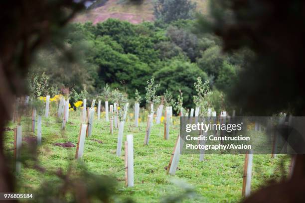 Sand Martin Wood in Faugh near Carlisle, Cumbria, UK, was acquired by the carbon offset company co2balance in September 2006 It has been planted with...