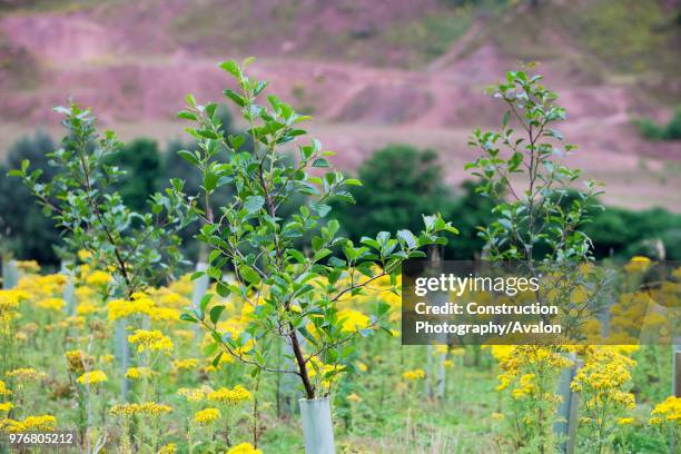 Sand Martin Wood in Faugh near Carlisle, Cumbria, UK, was acquired by the carbon offset company co2balance in September 2006 It has been planted with...