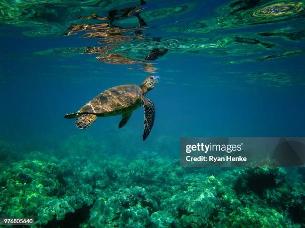 diving turtle, makena beach, hawaii - makena beach stock pictures, royalty-free photos & images