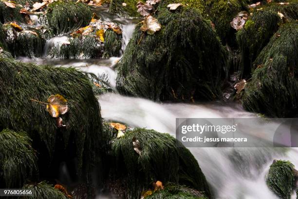 la dou de bastareny nacimiento / the dou bastareny start - nacimiento stock pictures, royalty-free photos & images