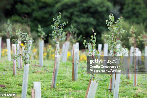 Sand Martin Wood in Faugh near Carlisle, Cumbria, UK, was acquired by the carbon offset company co2balance in September 2006 It has been planted with...