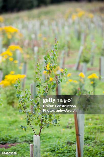 Sand Martin Wood in Faugh near Carlisle, Cumbria, UK, was acquired by the carbon offset company co2balance in September 2006 It has been planted with...