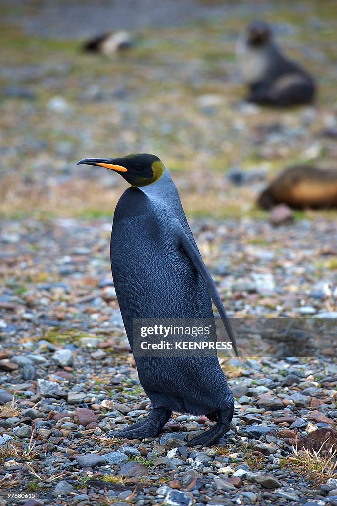 Rare All-Black King Penguin Found In South Georgia