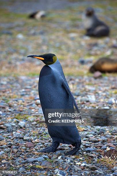 King penguin stands on coast line on February 25, 2010 at Fortuna Bay a sub-Antarctic island of South Georgia, about 860 miles off the Falklands....