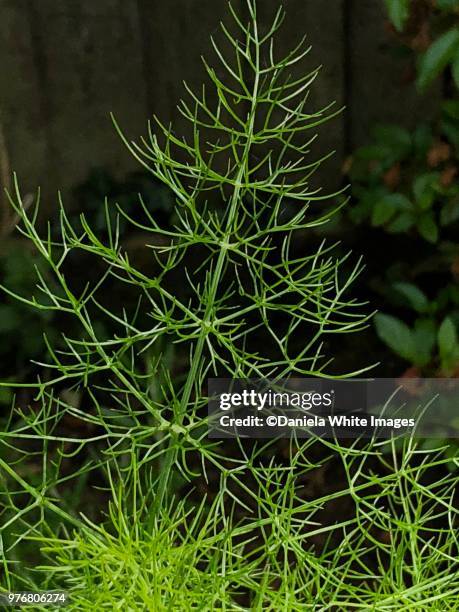 fennel plant - fennel stock pictures, royalty-free photos & images