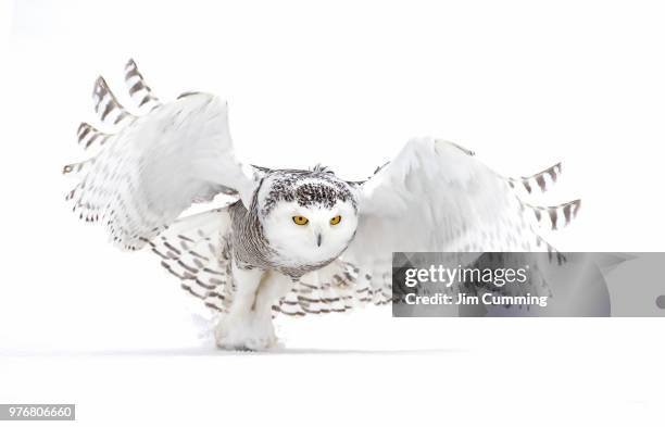 snowy owl (bubo scandiacus) lifts off to hunt over a snow covered field in canada - winter plumage stock pictures, royalty-free photos & images