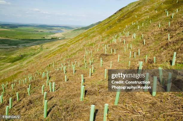 Tree planting to absorb C02 emmissions, Geltsdale, Cumbria, UK.