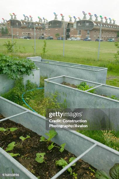 Community vegetable garden at Bedzed the UK's largest eco village Beddington London UK.