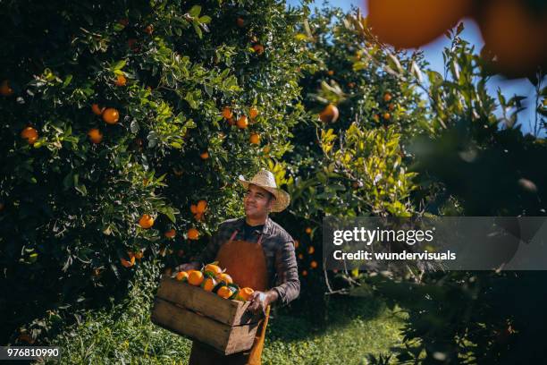 agricultor, andando em pomar de laranja durante o período de colheita - orange farm - fotografias e filmes do acervo