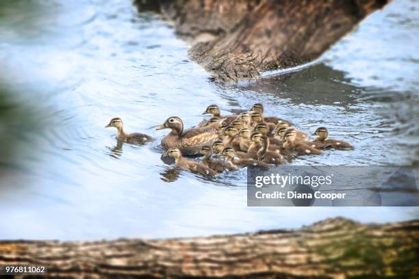 wood ducks (aix sponsa) swimming in stream - sponsa stock-fotos und bilder