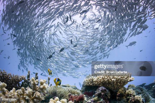 school of jack fish swirling, micronesia, palau - palau stock pictures, royalty-free photos & images