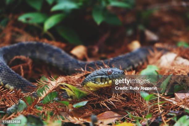 texas rat snake - rat snake stock pictures, royalty-free photos & images