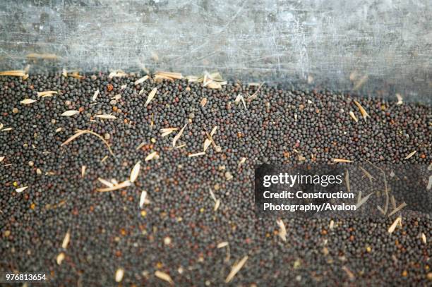 Oil seed rape seeds harvested to make bio diesel.