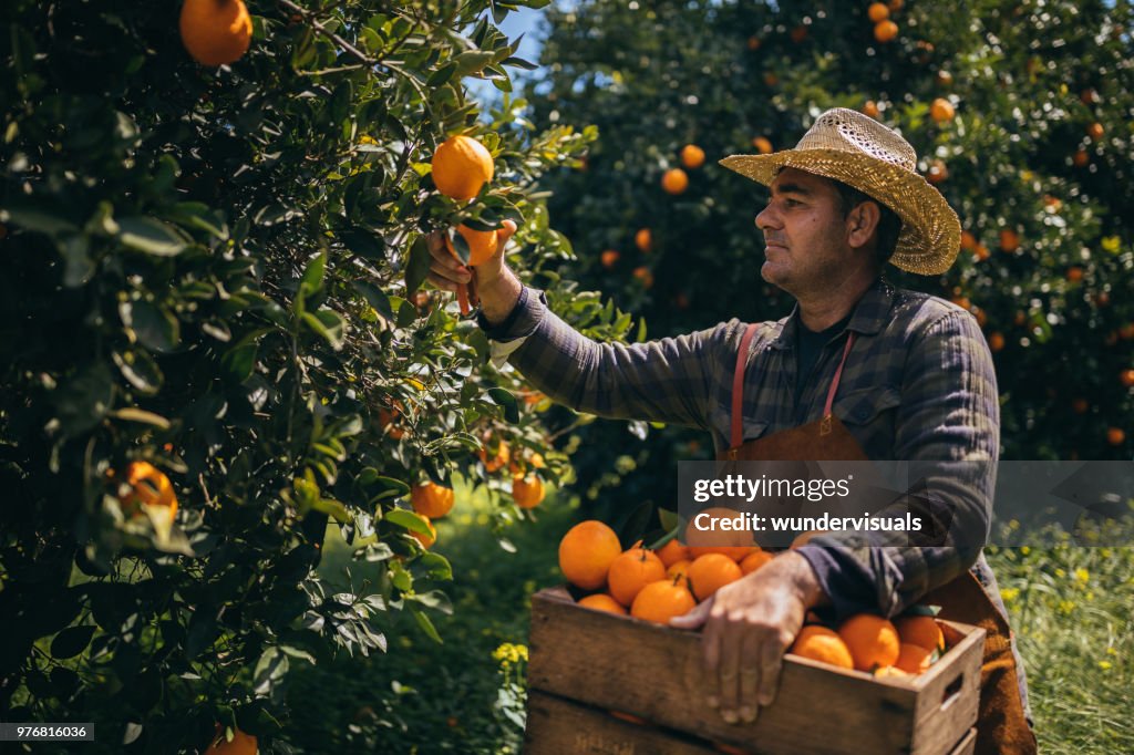 Farm worker picking ripe oranges from orange tree branches