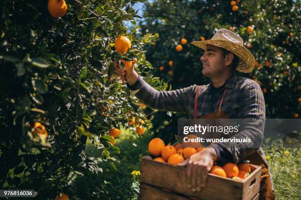 farm worker picking ripe oranges from orange tree branches - orange orchard stock pictures, royalty-free photos & images