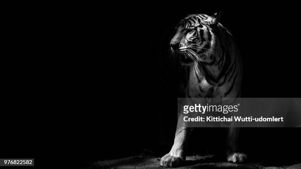 studio shot of majestic white tiger - white tiger stock pictures, royalty-free photos & images
