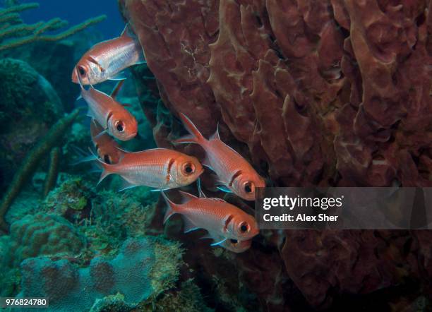 spotted soldierfish - myripristis jacobus stock pictures, royalty-free photos & images