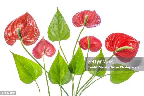 anthurium - anthurium stock pictures, royalty-free photos & images