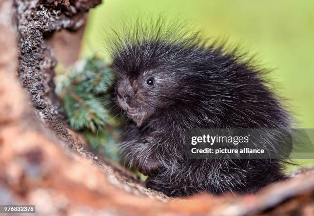 April 2018, Germany, Cottbus: A baby porcupine sitting in a hollow trunk in its enclosure in the Cottbus animal park. A North American porcupine was...