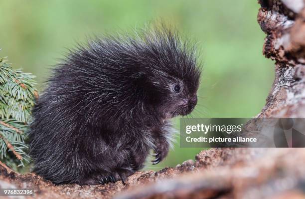 April 2018, Germany, Cottbus: A baby porcupine sitting in a hollow trunk in its enclosure in the Cottbus animal park. A North American porcupine was...