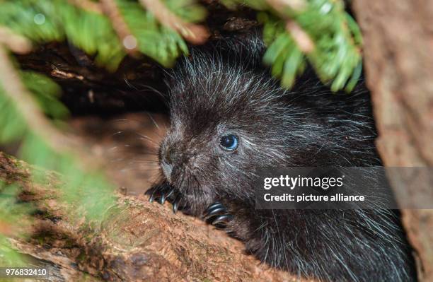 April 2018, Germany, Cottbus: A baby porcupine sitting in a hollow trunk in its enclosure in the Cottbus animal park. A North American porcupine was...