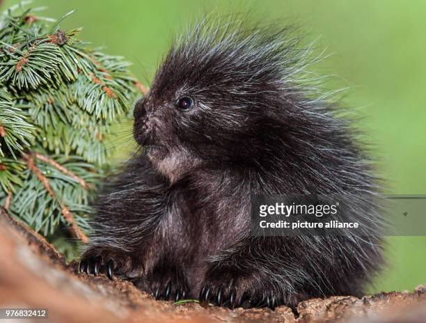 April 2018, Germany, Cottbus: A baby porcupine sitting in a hollow trunk in its enclosure in the Cottbus animal park. A North American porcupine was...