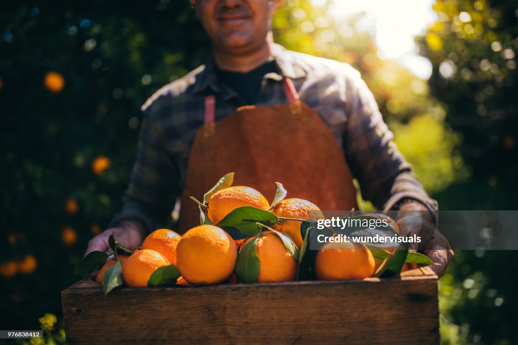 Landwirt mit Holzbox mit frischen Orangen im Obstgarten