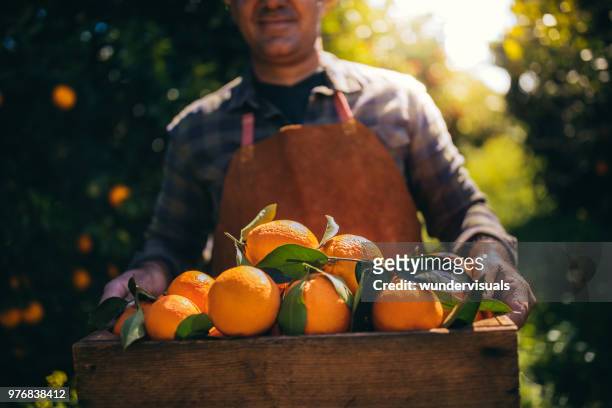 farmer holding wooden box with fresh oranges in orchard - orange colour stock pictures, royalty-free photos & images
