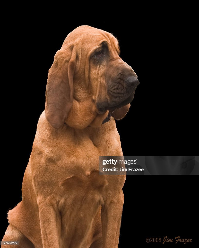 Gracie