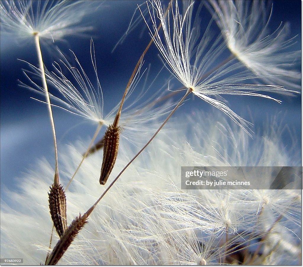 Dandelion seeds