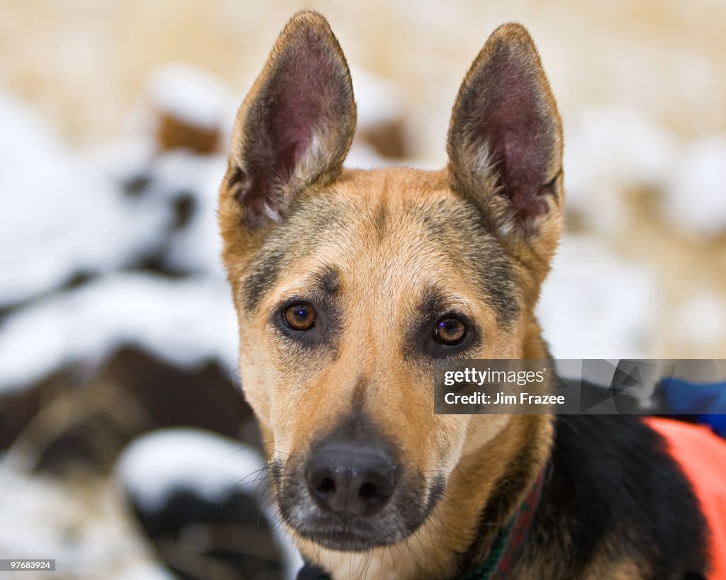 Search and rescue dog