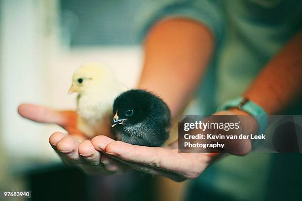 two small chicks in a  hand - langley british columbia stock-fotos und bilder