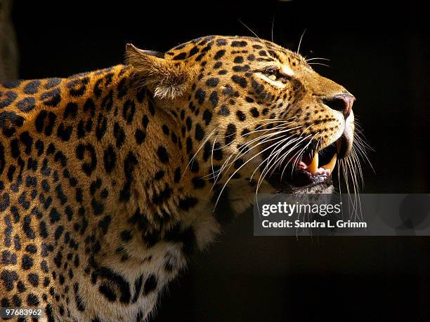 leopard profile - panthers stock pictures, royalty-free photos & images