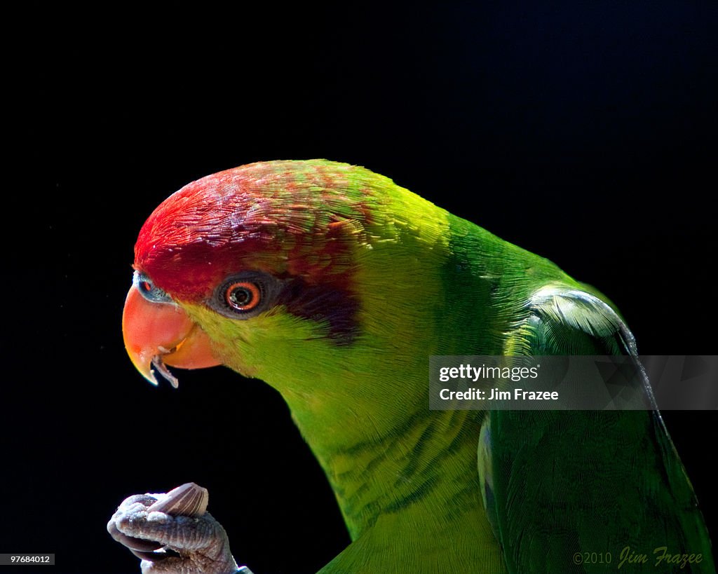 Iris Lorikeet
