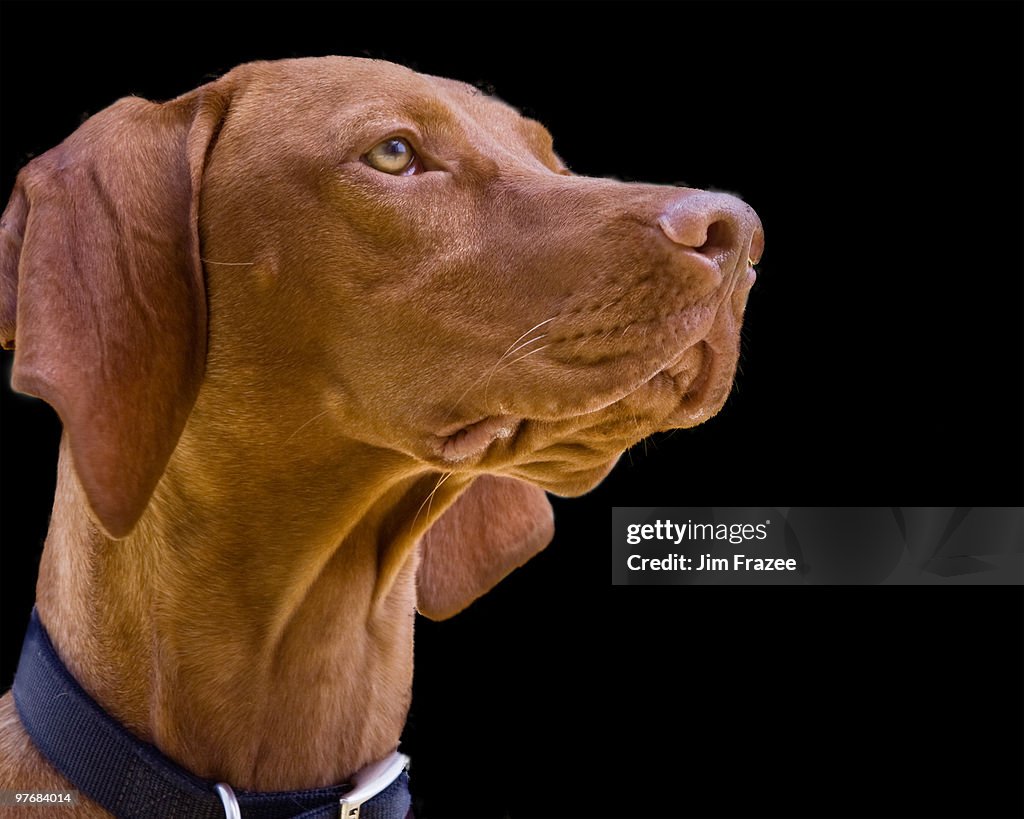 Rescue dog, head shot